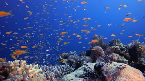 Reef Coral Fish Garden