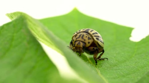 Pest in the Form of a Colorado Beetle Sits Leaf From a Potato on a White Background