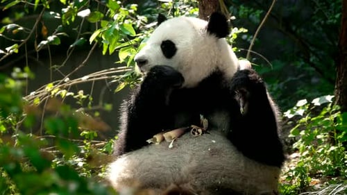 Panda Bear Eating Bamboo in a Lush Forest