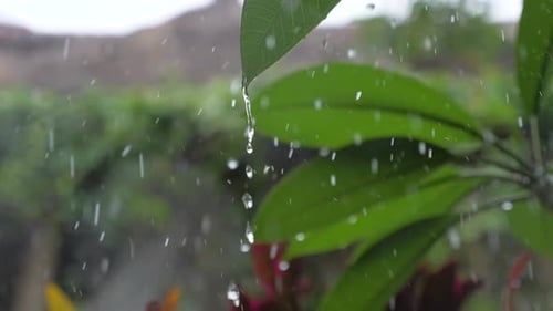 Tropical Rainstorm on the Island of Bali