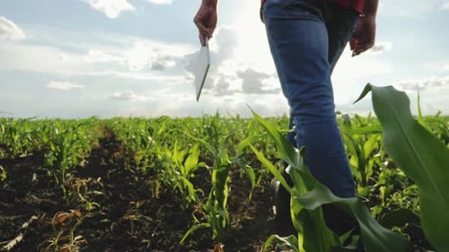 Farmer Walks Through Lush Green Cornfield