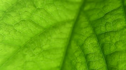 macro leaf plant. close-up with capulars and plant structure. Biology.