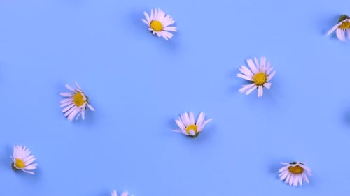 Fond tournant de marguerites ou de fleurs blanches sur fond bleu
