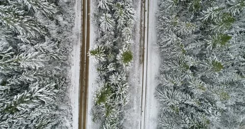 Parallel country roads in the pine forest during winter 4k