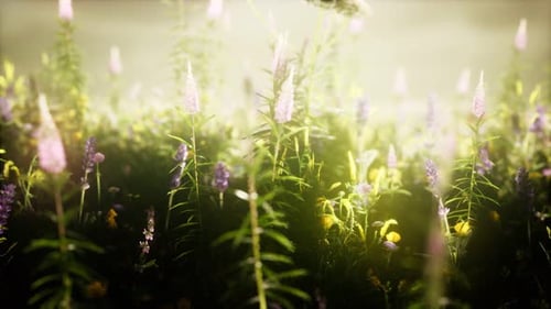 Wild Flowers in the Field
