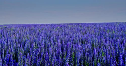 Endless Field of Blue Flowers a Lavender Field