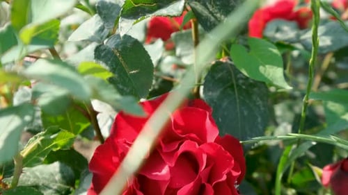 Beautiful delicate picturesque bush blooming roses on a summer day in the park. Rose garden.