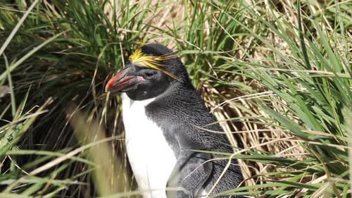 Pingouin macaroni en gros plan