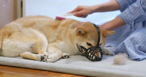 Shiba Inu Relaxing While Getting Brushed