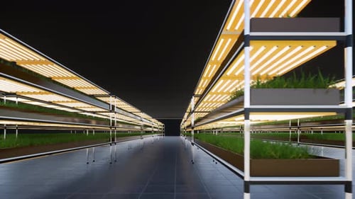 Modern Aeroponic Hydroponics Farm Future Plant Food Production in Vertically Stacked Layers.