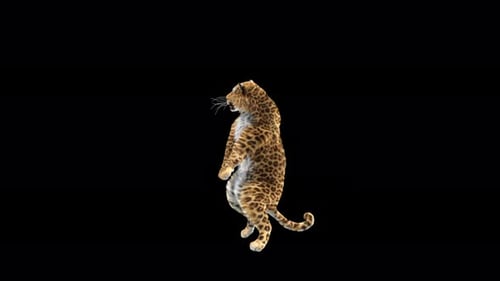 Leopard Dancing 4K
