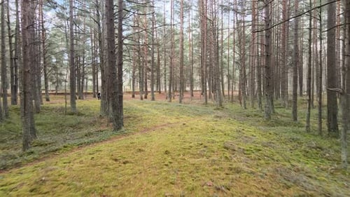 Natur des Waldes