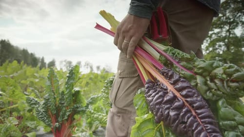 Photo épique en SLOW MOTION de la récolte de blettes arc-en-ciel dans la main des agriculteurs