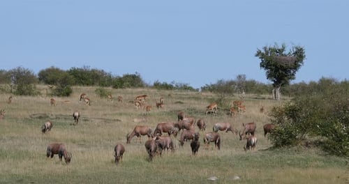 Topi, Damaliscus korrigum, Gruppe stehend in Savannah, Masai Mara Park in Kenia, Echtzeit 4K