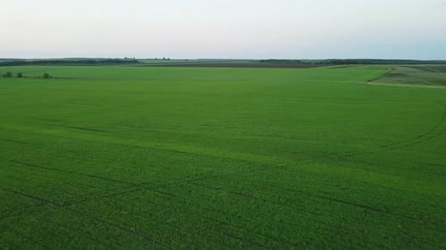 Aerial View. Flight Above Countryside. Rural Landscape with Wide Wheat Fields