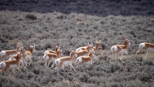Pronghorn Antelope running in slow motion through the Wyoming wilderness