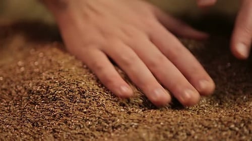 Farmer checking quality of raw material for flaxseed oil, beauty and healthcare