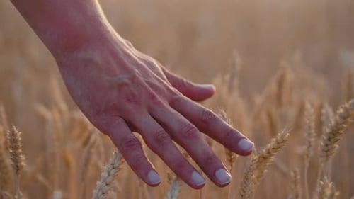 Hand of Farmer Touching Spikelets in Wheat Field