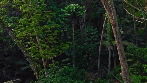 Aerial View of Vibrant, Lush Tropical Rainforest