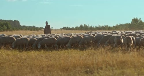 Flock of Sheep is Grazed By a Mountain Shepherd