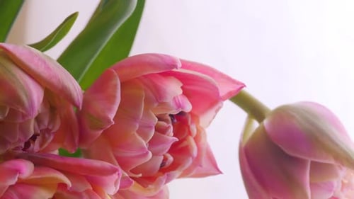 Closeup Timelapse Growing Big Bud Tulips Flowers and Green Petals Growing Plant