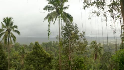 Tropical Rainforest Scene with Palm Trees and Mist