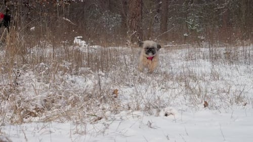 Lustiger Hund mit braunem Fell rennt entlang Wiese mit weißem Schnee