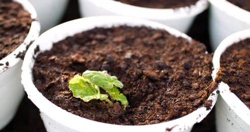 Close Up Planting Seedlings in Soil in Pots