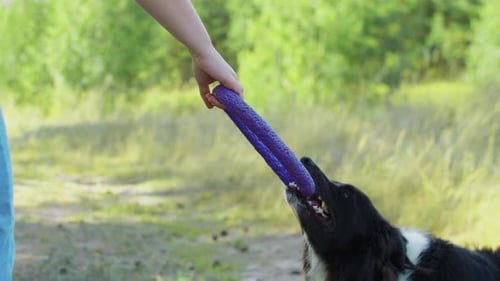 Big Black and White Trained Dog Gritting Its Teeth on a Toy and Pulls on Itself