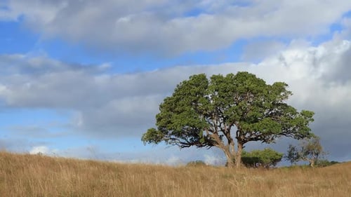 Afrikanischer Baum im Grasland mit sich schnell bewegenden Wolken