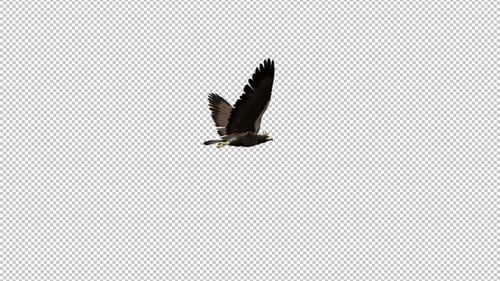 Realistic Flying Bird with Alpha Channel Animation