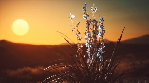 Animated Sunset Field with Gently Swaying Flowers