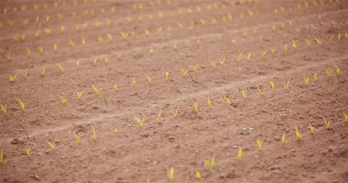 Agriculture - Young Corn Growing at Agricultural Field
