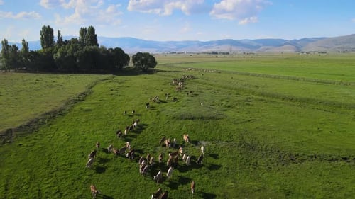 herd of cows
