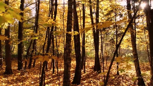 Colorful Autumn Forest Wood