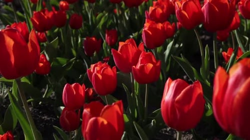 Field of Red Tulips Blooming in the Sunshine