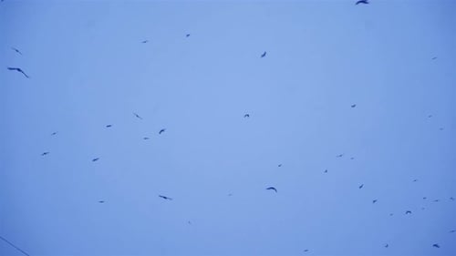 Flock of Birds Flying in a Blue Sky