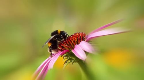 Hummel auf Sonnenhut, Hintergrund Frühling
