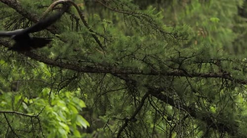 Common Raven bird on tree. The black bird flew from the tree branch. bird clips collection.