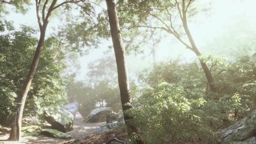 Belle clairière de la forêt verte dans une lumière de soleil