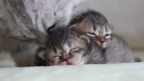 Cute Persian Cat Take Care Her Kittens
