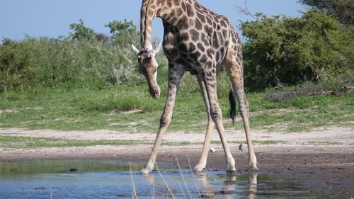 Giraffe drinking from a waterpool