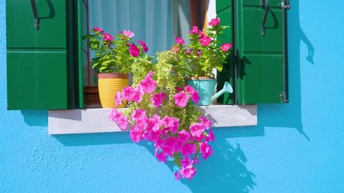 Flowers in Pots Stand on Windowsill of House in Burano