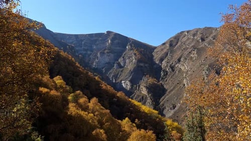 Grove of Colorful Trees on a Mountainside on a Clear Autumn Day
