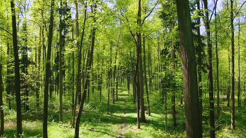 Flying Between the Trees in the Spring Forest