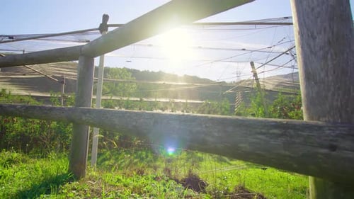 Wooden Fence Built Around Plantation with Young Apple Trees