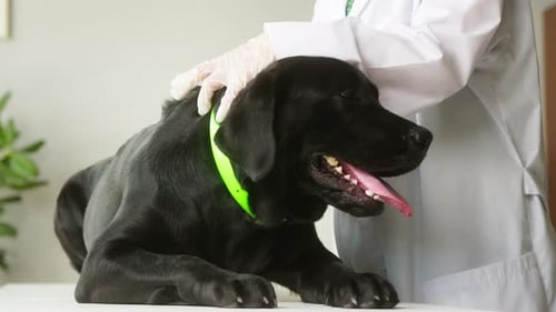 Vétérinaire effectuant un examen du Labrador noir en col vert