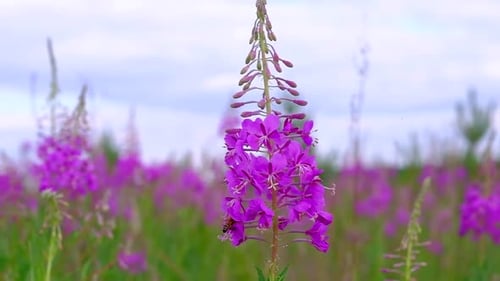 Purple Flowers in Field with Bee