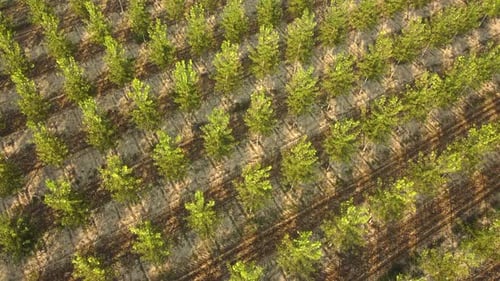 Poplars agriculture cultivation aerial view