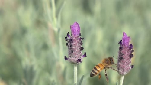 Bee on the Flower